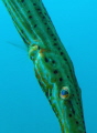 Trompet fish look