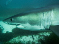 Great White Shark, Neptune Islands South Australia. No strobe, wide angle. Olympus OMD EM5 in Olympus housing.