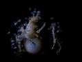 Spring collection.  This decorator crab is looking very stylish sitting on top of his sea pen. The photo was taken with a macro diopter and a simple torch.  Captured top down to get a really interesting composition.