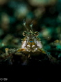 Shrimp up close and personal