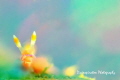 Painted with Colours
