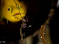 A yellow lemon goby looking at a skeleton shrimp