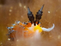 Nudi in the clouds