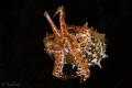 Tiny Crinoid Cuttlefish