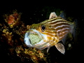 Cardinal fish taking care of the eggs