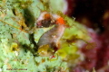 Hippocampus severnsi