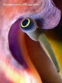 Eyes Dun Lie