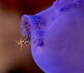 Lady in Blue  Bug