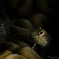 Bleny Fish, Veracruz Mexico