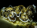Thysanozoon nigropapillosum
Two 
