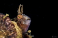 Parablennius gattorugine in North Adriatic sea