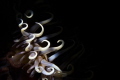 ~ Medusa's deadly heads ~