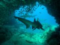 Photographed with a c5060 without strobe. Shot at 'Manta Arch', South Solitary Island, NSW, Australia. ~18m deep. We had about 30 sharks that day!