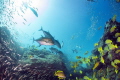 Feeding time...Sodwana Bay was full of Bait fish and the king fish came in to enjoy a good breakfast.