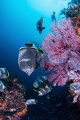 Wrought iron butterflyfish
Endemic species in Japan.
In Japan, we call it 