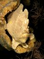 frogfish at wakatobi housereef