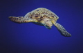 Green sea turtle