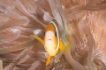 Anemonefish