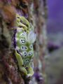 Taken at Tenggol Island, Malaysia.