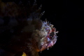Brown rockfish