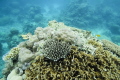 Snorkling over the Great Barrier Reef. Shot with Canon 60D and Tamron 10-24mm lens. Ikelite housing with dome port.