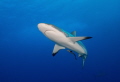 Grey reef shark photographed at Osprey Reef in April 2016.