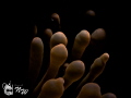 Anemone .... an abstract