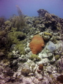 Shot this image of some reef in curacao.