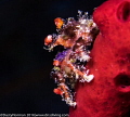Cryptic Teardrop Crab
