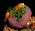 Maldives has always been on my bucket list of diving destinations and I was fortunate enough to be able to go there last year. On a night dive, this couple of anemonefish was settling down for the night.