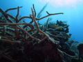 Through the eyes of the coral.