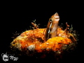 Juvenile Blenny