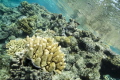 After my second dive of the day, I snorkeled around the reef a bit before having to go back to the boat. Found this cool rock and coral mound just below the surface. Shot with my Canon 60D, Tamron 10-24mm, and Ikelite housing.