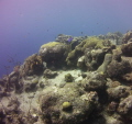 Reef Photo #5 shot in Curacao.