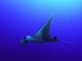 Ocianic Manta Ray.
Red Sea, Egypt, Ras Umm Sid