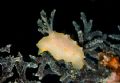c5060 in the pt020. Only camera flash. Depth ~18m on a twilight dive on a bommie about 100kms east of Townsville. A Gold-Spotted Halderga. Beautiful!