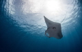 Soaring Manta

Taken at the Kittiwake, Grand Cayman