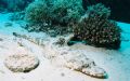Crocodile Fish. El Quesir, Red Sea, Egypt. Fascinating fish but camoflage makes it difficult to get an exciting picture! (Nikonos V, 15mm lens + SB105 Flash)