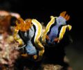 A pair of chromodoris taken during a night dive in Cape Bira, South Sulawesi. Camera used Olympus C3040-z wth Inon Macro Lense.