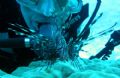 lion fish & diver