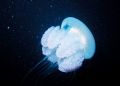One of many jellyfish I came across on a night dive.