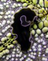 Flat worm on a cushion star. Taken in Tenggol Island, Malaysia.