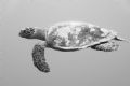 Turtle, taken in the blue, no strobe