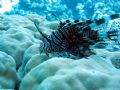 lion fish

mi avoret