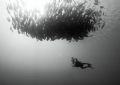 Underwater photographer at work in Ras Mohammed. D100 in Sea & Sea housing, no strobes. Converted to B&W in Photoshop.