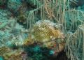Honeycombed cowfish at Caracasbai site, Curacao