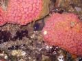 Moray Eel with soft corals taken at South West Rocks.
