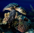 Lunch date with a turtle