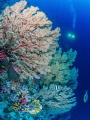 Sea Fan Coral