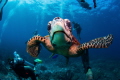 This turtle liked what she saw on the reflection of the dome :)
